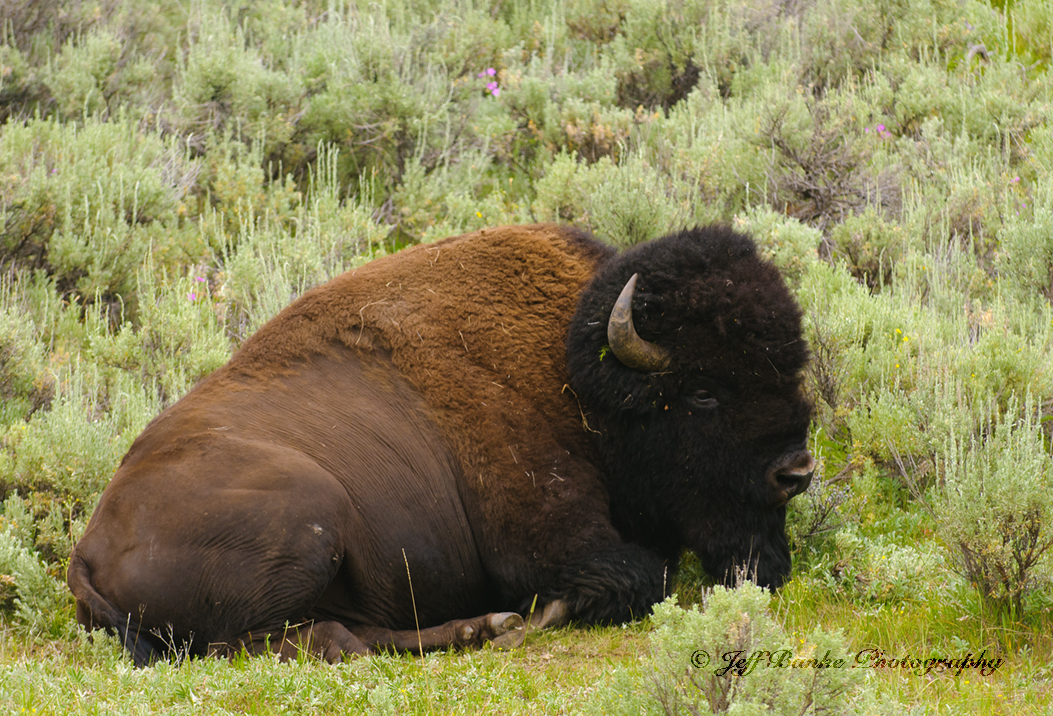 Представитель Семейства Bovidae
